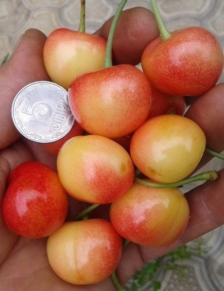 Новинка! Черешня "Джерело" (селекція Артемівської дослідної станції) SADU-1474 фото
