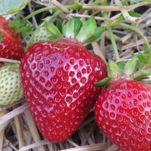 Полуниця &laquo;Шарлотта&raquo; 10шт (Французька селекція, ремонтантна, з вишуканим смаком лісової суниці) SADU-1859 фото