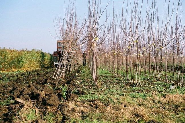 Персик "Лаурол" (середньо-пізній строк достигання) SADU-0756 фото