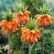 Фрітіларія 1шт Imperialis Rubra (Империалис Рубра) 111021 фото 2