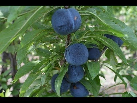 Слива "Дофи Сандра" /Dofi Sandra/ SADU-0398 фото