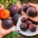 Микс Черноплодных Абрикосов из 2 шт &laquo;Тайна сада&raquo; &mdash; сорт Чёрный Персиковый + Чёрный Принц + Удобрение-укоренитель 300 г SADU-1618 фото 1