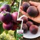 Микс Черноплодных Абрикосов из 2 шт &laquo;Тайна сада&raquo; &mdash; сорт Чёрный Персиковый + Чёрный Принц + Удобрение-укоренитель 300 г SADU-1618 фото 5