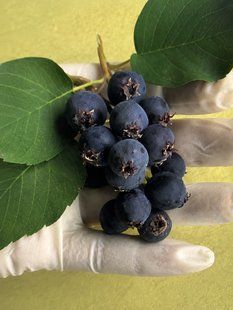 Ірга Хонівуд (Honeywood) &mdash; пізньостигла, урожайна SADU-00131 фото