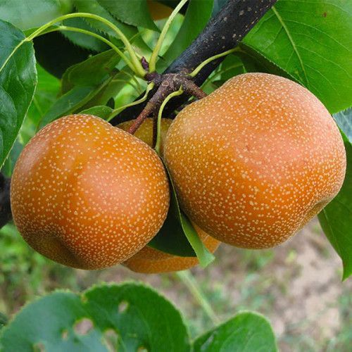 Новинка! Азиатская груша "Хоюро" (новый сорт азиатской груши) SADU-0342 фото