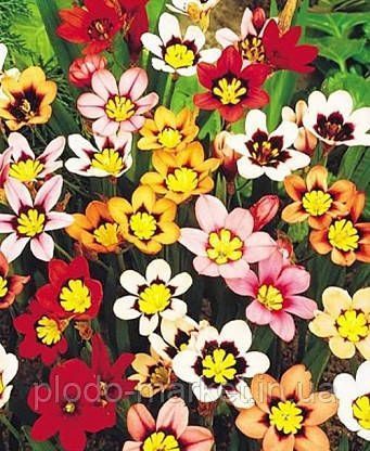 Спараксіс 10шт Tricolor Mix (Тріколор Мікс) 11986 фото