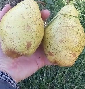 Новинка! Груша "Християнка" (сорт виведений на Львівській дослідній станції) SADU-0339 фото