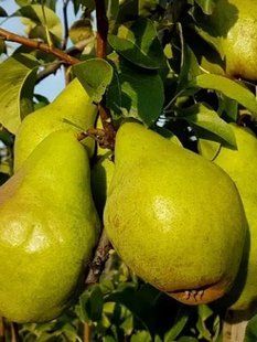 Груша &laquo;Богема&raquo; (елітний зимовий сорт з медовим смаком та ідеальною лежкістю) SADU-1776 фото
