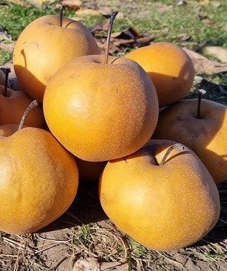Новинка! Груша азиатская "Дайсуле" (вкус очень хороший, необычный, экзотический) SADU-0338 фото