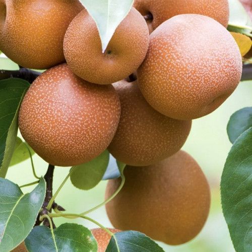 Новинка! Груша азиатская "Дайсуле" (вкус очень хороший, необычный, экзотический) SADU-0338 фото