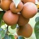 Новинка! Груша азиатская "Дайсуле" (вкус очень хороший, необычный, экзотический) SADU-0338 фото 2