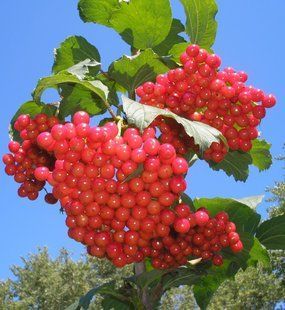 Калина Соузга &mdash; пізньостигла, великі грона, соковиті ягоди SADU-00137 фото