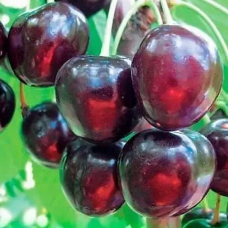 Черешня "Свит Валентайн" (сорт селекции Новой Зеландии) SADU-1378 фото
