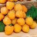 Малина "Ярославна" ремонтантный сорт. Хорошие вкусовые свойства SADU-0636 фото 1