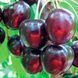 Черешня "Свит Валентайн" (сорт селекции Новой Зеландии) SADU-1378 фото 2
