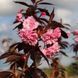 Сакура "Роял Бургунди" | ROYAL BURGUNDY SADU-0964 фото 1