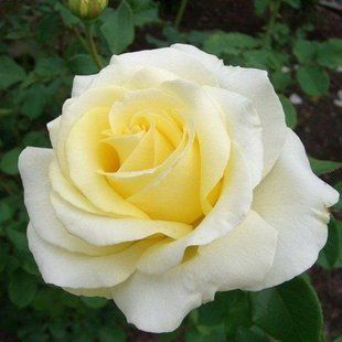 Роза Элина (Elina) SADU-1273 фото