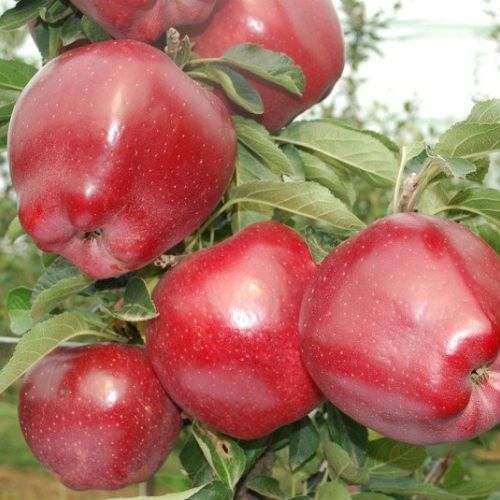 Яблоня "Старкрымсон" (дегустаторы оценивают вкус плода на 4,8 балла) SADU-1440 фото
