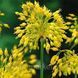 Алліум 2шт Yellow Fantasy (Иеллов Фантаси) 11890 фото 2