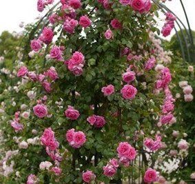 Троянда плетиста "Бугі Вугі" (Boogie Woogie) SADU-0858 фото