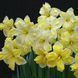 Нарцис 2шт Cassata (Кассата) 11941 фото 1