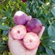 Диплоидная слива "Руби Кранч" 2-х летняя (крупноплодный поздний сорт с хрустящей мякотью) SADU-001145 фото 2