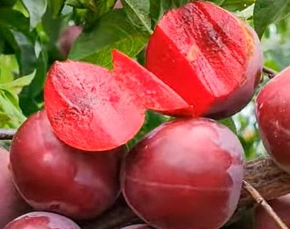 Диплоидная слива "Санта Роза" 2-х летняя (крупноплодный сорт американской селекции) SADU-001146 фото