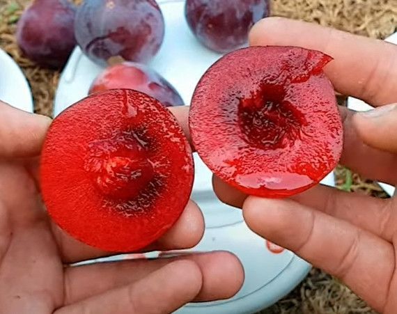 Диплоидная слива "Санта Роза" 2-х летняя (крупноплодный сорт американской селекции) SADU-001146 фото