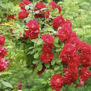 SADU-0807 фото