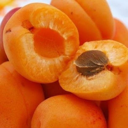 Новинка! Абрикос "Египетский Фараон" (не поражается болезнями, высокоурожайный) SADU-0066 фото