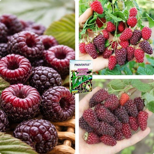 Микс-набор Ежемалины из 3 шт &laquo;Вкус без границ&raquo; &mdash; сорт Медобора + Бойсенберри + Букингем Тайберри + Удобрение-укоренитель 300г SADU-1686 фото