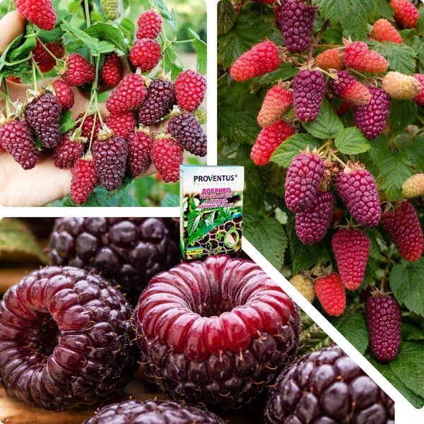 Микс-набор Ежемалины из 3 шт &laquo;Вкус без границ&raquo; &mdash; сорт Медобора + Бойсенберри + Букингем Тайберри + Удобрение-укоренитель 300г SADU-1686 фото