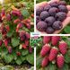 Микс-набор Ежемалины из 3 шт &laquo;Вкус без границ&raquo; &mdash; сорт Медобора + Бойсенберри + Букингем Тайберри + Удобрение-укоренитель 300г SADU-1686 фото 1