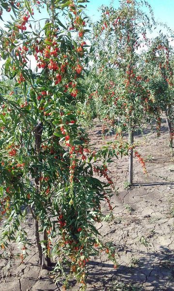 Годжі "Біг Беррі " Big Berry (середня, великоплідна, ремонтантна) SADU-1111 фото