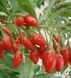 Годжі "Біг Беррі " Big Berry (середня, великоплідна, ремонтантна) SADU-1111 фото 1