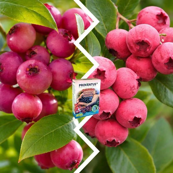 Микс Голубики из 2 шт &laquo;Розовый вкус&raquo; &mdash; сорт Пинк Лимонад + Пинк Блюберри + Удобрение для голубики 300г SADU-1591 фото