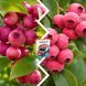 Микс Голубики из 2 шт &laquo;Розовый вкус&raquo; &mdash; сорт Пинк Лимонад + Пинк Блюберри + Удобрение для голубики 300г SADU-1591 фото 3