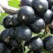 Смородина "Бен Алдер" 2х річна (висока стійкість до морозів) SADU-1064 фото 2
