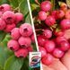 Микс Голубики из 2 шт &laquo;Розовый вкус&raquo; &mdash; сорт Пинк Лимонад + Пинк Блюберри + Удобрение для голубики 300г SADU-1591 фото 1