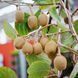 Киви Монти 2-летнее 150см (самый урожайный премиальный сорт с ананасовым ароматом) SADU-0456 фото 1