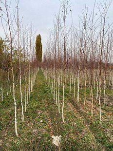 Береза "Плосколиста Біла" SADU-0345 фото