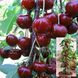 Вишня колоновидна "ВОСТОРГ" SADU-0220 фото 1