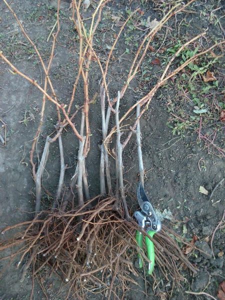 Виноград "Афродіта" (середньо-ранній термін дозрівання) SADU-0180 фото