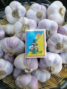 Часник посадковий озимий "Любаша" 0,5 кг (високоврожайний сорт, 1 репродукція) SADU-001113 фото