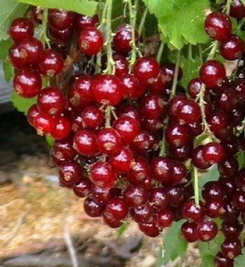 Порічка "Джуніфер" 2х річна (відрізняється скороплідністю та високою врожайністю) SADU-1033 фото