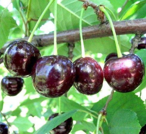 Черешня "Мелитопольская черная" крупноплодная (летний сорт, ранне-средний срок созревания) SADU-1426 фото