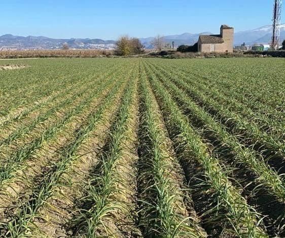 Часник посадковий озимий "Любаша" 0,5 кг (високоврожайний сорт, 1 репродукція) SADU-001113 фото