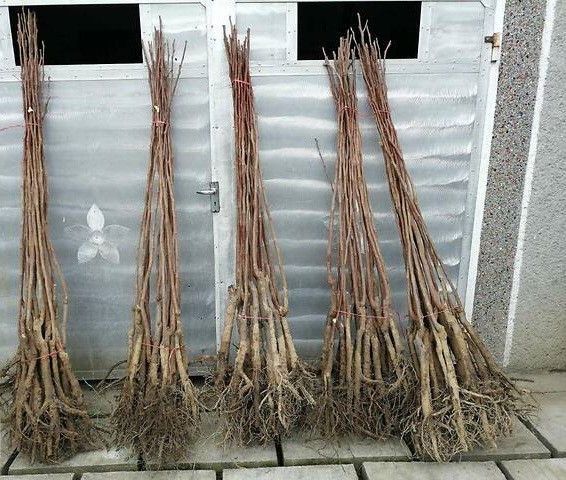 Ексклюзив! Хурма бурштинова "Гігант" (преміальний, великоплідний сорт) SADU-1185 фото