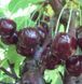 Черешня "Мелитопольская черная" крупноплодная (летний сорт, ранне-средний срок созревания) SADU-1426 фото 1