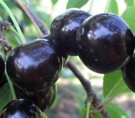 Вишня "Чорнокорка" (літній сорт, середньоранній термін дозрівання) SADU-0232 фото